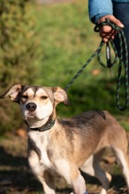 TZATZIKI, Hund, Mischlingshund in Ungarn - Bild 1