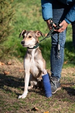 TZATZIKI, Hund, Mischlingshund in Ungarn - Bild 2