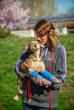 TZATZIKI, Hund, Mischlingshund in Ungarn - Bild 3