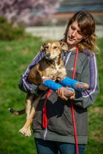 TZATZIKI, Hund, Mischlingshund in Ungarn - Bild 4