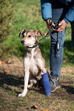 TZATZIKI, Hund, Mischlingshund in Erkelenz - Bild 2