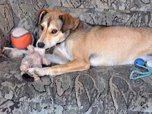 TZATZIKI, Hund, Mischlingshund in Erkelenz - Bild 7