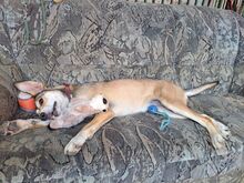 TZATZIKI, Hund, Mischlingshund in Erkelenz - Bild 8