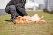 SPICA, Hund, Mischlingshund in Bad Wünnenberg - Bild 10