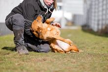 SPICA, Hund, Mischlingshund in Bad Wünnenberg - Bild 11