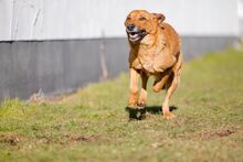 SPICA, Hund, Mischlingshund in Bad Wünnenberg - Bild 12