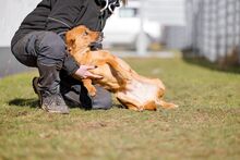 SPICA, Hund, Mischlingshund in Bad Wünnenberg - Bild 13