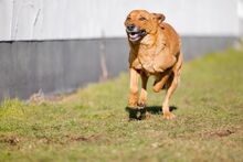 SPICA, Hund, Mischlingshund in Bad Wünnenberg - Bild 15