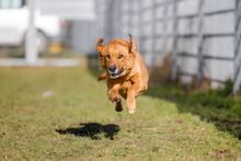 SPICA, Hund, Mischlingshund in Bad Wünnenberg - Bild 9