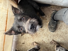 UNO, Hund, Schnauzer-Mix in Ungarn - Bild 1