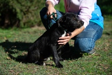 UNO, Hund, Schnauzer-Mix in Ungarn - Bild 3