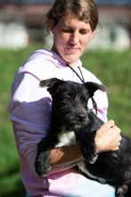 UNO, Hund, Schnauzer-Mix in Ungarn - Bild 4