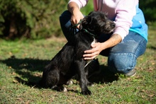 UNO, Hund, Schnauzer-Mix in Ungarn - Bild 5