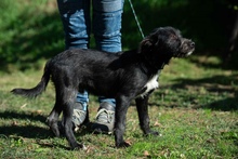 UNO, Hund, Schnauzer-Mix in Ungarn - Bild 6