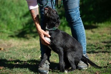 UNO, Hund, Schnauzer-Mix in Ungarn - Bild 7