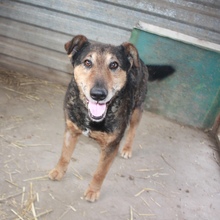 GUSZTI, Hund, Mischlingshund in Ungarn - Bild 1