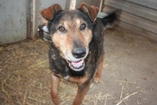 GUSZTI, Hund, Mischlingshund in Ungarn - Bild 2