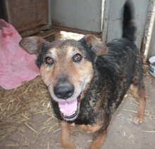 GUSZTI, Hund, Mischlingshund in Ungarn - Bild 4