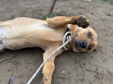 HBO, Hund, Dackel-Mix in Bad Wünnenberg - Bild 3