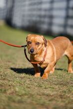 HBO, Hund, Dackel-Mix in Bad Wünnenberg - Bild 8