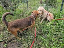 ANDY, Hund, Mischlingshund in Werne - Bild 10