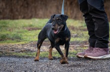 ADEL, Hund, Mischlingshund in Ungarn - Bild 2