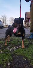 ADEL, Hund, Mischlingshund in Ungarn - Bild 3