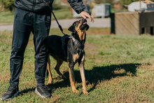 AMADO, Hund, Mischlingshund in Bulgarien - Bild 2