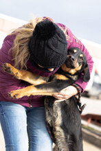 AMADO, Hund, Mischlingshund in Bulgarien - Bild 5