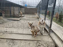 MISSY, Hund, Mischlingshund in Rumänien - Bild 2