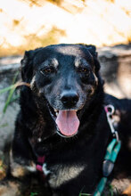 KARINA, Hund, Mischlingshund in Bulgarien - Bild 10