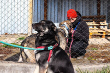 KARINA, Hund, Mischlingshund in Bulgarien - Bild 11