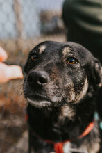 KARINA, Hund, Mischlingshund in Bulgarien - Bild 13