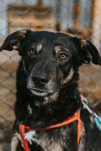 KARINA, Hund, Mischlingshund in Bulgarien - Bild 2