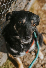 KARINA, Hund, Mischlingshund in Bulgarien - Bild 4