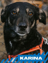 KARINA, Hund, Mischlingshund in München