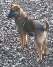 CLEO, Hund, Deutscher Schäferhund-Mix in Rumänien - Bild 3