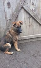 CLEO, Hund, Deutscher Schäferhund-Mix in Rumänien - Bild 9