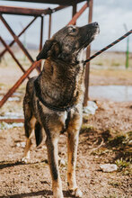 DALIYA, Hund, Mischlingshund in Bulgarien - Bild 2