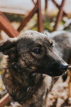 DALIYA, Hund, Mischlingshund in Bulgarien - Bild 3