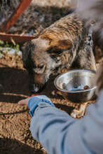 DALIYA, Hund, Mischlingshund in Bulgarien - Bild 6