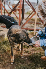 DALIYA, Hund, Mischlingshund in Bulgarien - Bild 7