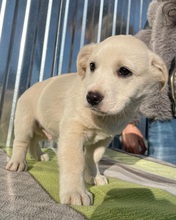 FLO, Hund, Mischlingshund in Rumänien - Bild 3