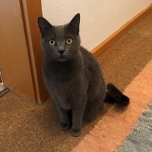 KATYA, Katze, Kartäuser-Mix in Gaimersheim - Bild 3