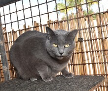 KATYA, Katze, Kartäuser-Mix in Gaimersheim - Bild 7