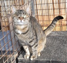 SAMIRA, Katze, Europäisch Kurzhaar in Gaimersheim - Bild 10