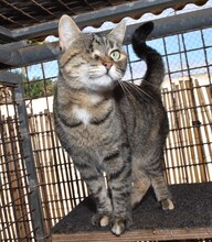 SAMIRA, Katze, Europäisch Kurzhaar in Gaimersheim - Bild 11