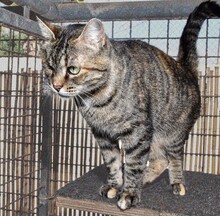 SAMIRA, Katze, Europäisch Kurzhaar in Gaimersheim - Bild 12