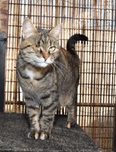 SAMIRA, Katze, Europäisch Kurzhaar in Gaimersheim - Bild 13