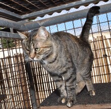 SAMIRA, Katze, Europäisch Kurzhaar in Gaimersheim - Bild 5